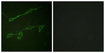 Vav2 (phospho Tyr142) rabbit pAb Antibody