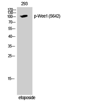 Wee1 (phospho Ser642) rabbit pAb Antibody