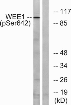 Wee1 (phospho Ser642) rabbit pAb Antibody