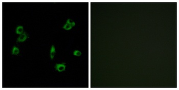 GPR172A rabbit pAb Antibody