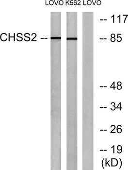 CHSY2 rabbit pAb Antibody