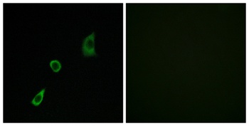 FGF-23 rabbit pAb Antibody