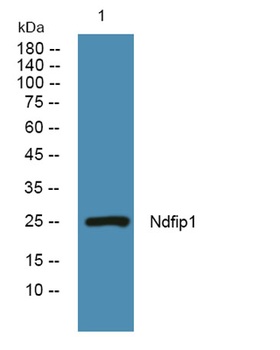 Ndfip1 rabbit pAb Antibody