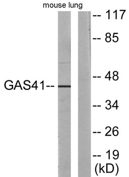 GAS41 rabbit pAb Antibody
