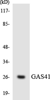 GAS41 rabbit pAb Antibody