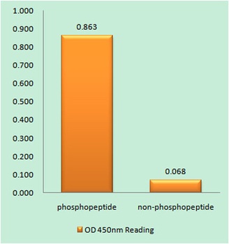CaMKIIα/δ (phospho Thr286) rabbit pAb Antibody
