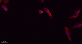 Cleaved-Caspase-1 p20 (D210) rabbit pAb Antibody