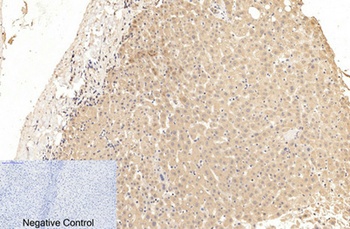 Cleaved-Caspase-1 p20 (D210) rabbit pAb Antibody