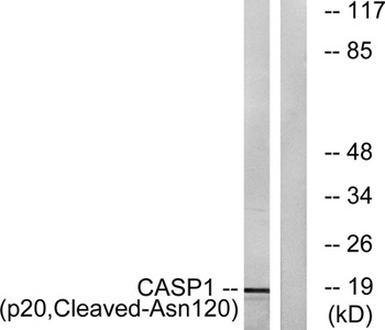 Cleaved-Caspase-1 p20 (N120) rabbit pAb Antibody