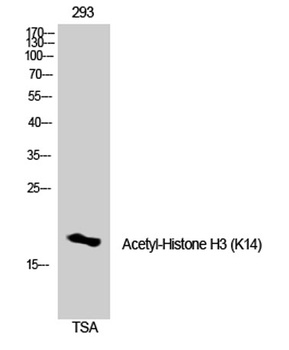 Histone H3 (Acetyl Lys14) rabbit pAb Antibody