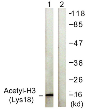 Histone H3 (Acetyl Lys18) rabbit pAb Antibody