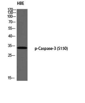 Caspase-3 (phospho Ser150) rabbit pAb Antibody