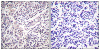 Caspase-3 (phospho Ser150) rabbit pAb Antibody