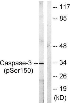 Caspase-3 (phospho Ser150) rabbit pAb Antibody