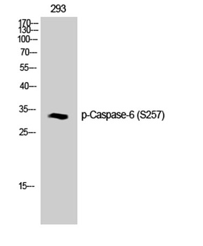 Caspase-6 (phospho Ser257) rabbit pAb Antibody