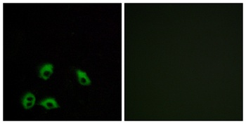 GPR103 rabbit pAb Antibody