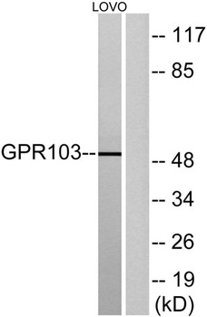 GPR103 rabbit pAb Antibody