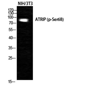 ATRIP (phospho Ser68) rabbit pAb Antibody