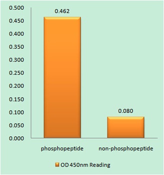 Caspase-9 (phospho Tyr153) rabbit pAb Antibody