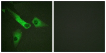 Caspase-9 (phospho Tyr153) rabbit pAb Antibody