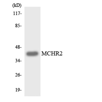 MCH-2R rabbit pAb Antibody