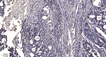 MCH-2R rabbit pAb Antibody