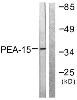 PEA-15 rabbit pAb Antibody