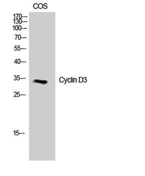 Cyclin D3 rabbit pAb Antibody
