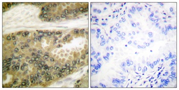 Cyclin D3 rabbit pAb Antibody