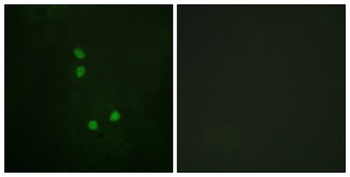 Cyclin E2 (phospho Thr392) rabbit pAb Antibody