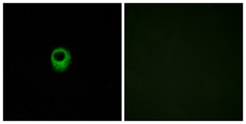 EDG-4 rabbit pAb Antibody