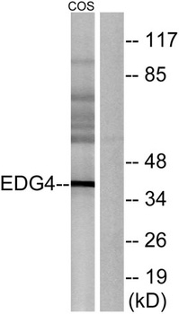 EDG-4 rabbit pAb Antibody