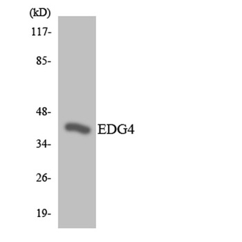 EDG-4 rabbit pAb Antibody