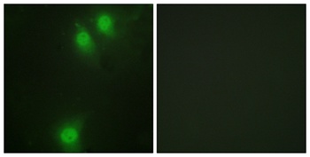 Nek9 (phospho Thr210) rabbit pAb Antibody