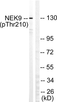 Nek9 (phospho Thr210) rabbit pAb Antibody