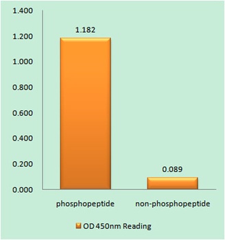 CD4 (phospho Ser433) rabbit pAb Antibody