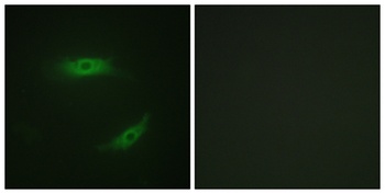 CD4 (phospho Ser433) rabbit pAb Antibody