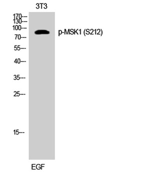 MSK1 (phospho Ser212) rabbit pAb Antibody