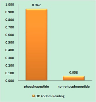 MSK1 (phospho Ser212) rabbit pAb Antibody