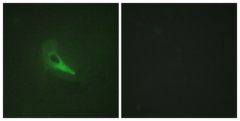 AKAP 250 rabbit pAb Antibody