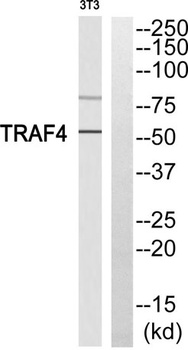 TRAF4 rabbit pAb Antibody
