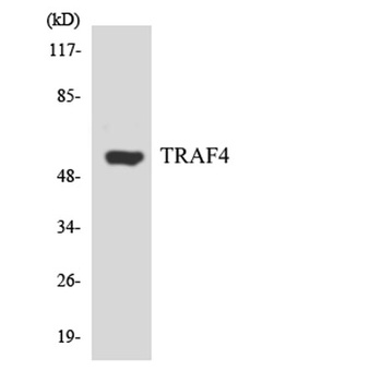 TRAF4 rabbit pAb Antibody