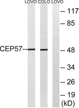 CEP57 rabbit pAb Antibody