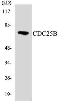 Cdc25B rabbit pAb Antibody
