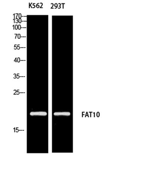 FAT10 rabbit pAb Antibody