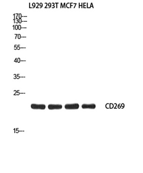 CD269 rabbit pAb Antibody