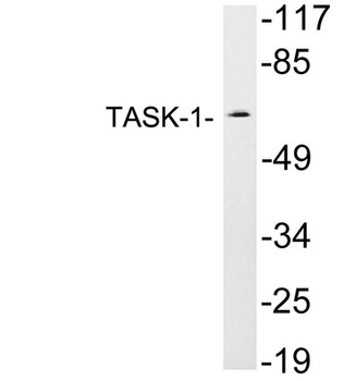 TASK-1 rabbit pAb Antibody