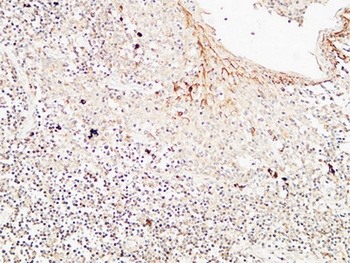 CD72 rabbit pAb Antibody