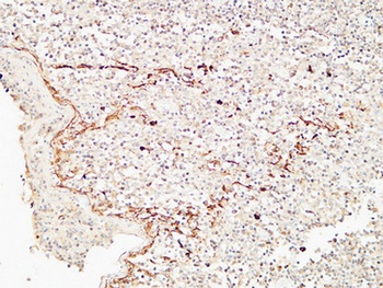 CD72 rabbit pAb Antibody