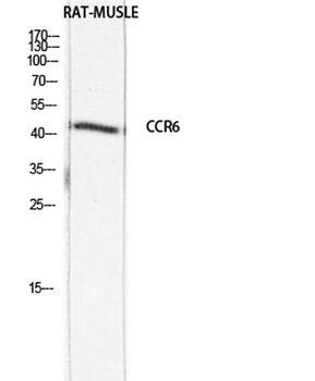 CKR-6 rabbit pAb Antibody